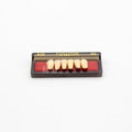 Tablilla de Dientes newtek Anteriores Inferiores A25 62