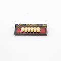 Tablilla de Dientes newtek Anteriores Inferiores 136 66