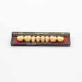 Tablilla de Dientes newtek Posteriores Inferiores 34M 62