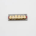 Tablilla de Dientes New Ace Anteriores Superiores S8 A3