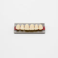 Tablilla de Dientes New Ace Anteriores Superiores S8 A2
