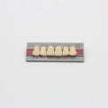 Tablilla de Dientes New Ace Anteriores Superiores T4 A3