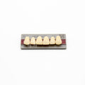 Tablilla de Dientes New Ace Anteriores Superiores TL6 A2