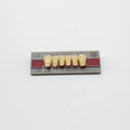 Tablilla de Dientes New Ace Anteriores Inferiores L8 A3