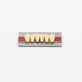 Tablilla de Dientes New Ace Anteriores Inferiores L11 A3