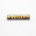 Tablilla de Dientes New Ace Posteriores Inferiores 36 A2