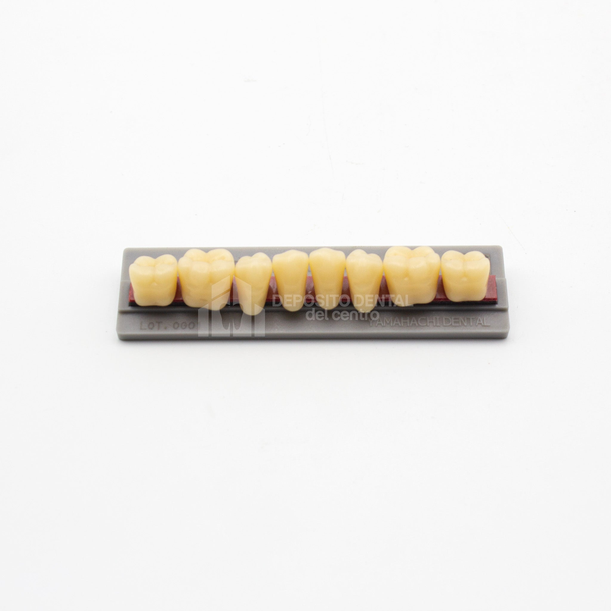 Tablilla de Dientes New Ace Posteriores Inferiores 36 A2